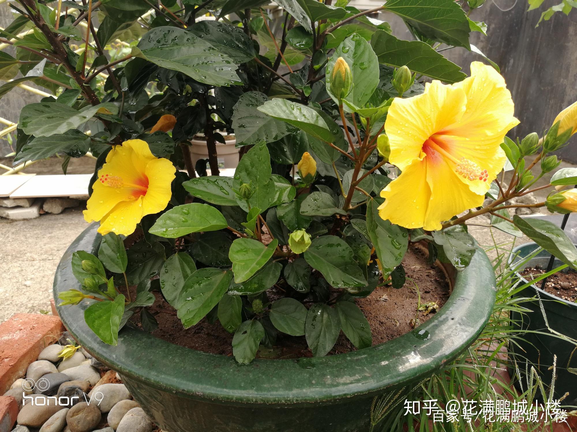 朱瑾花——花大艳丽又皮实耐晒 - 知乎