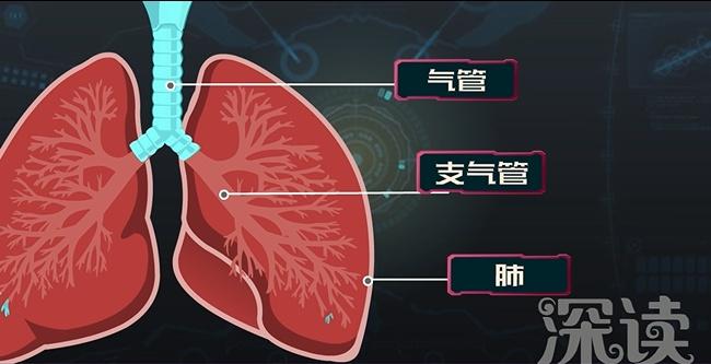 肺是由支气管和肺泡组成的,支气管上接气管,下扎进肺里,不断分支,像一