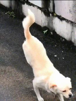 看了这些狗子你就会忘记狗到底是怎么走路的好魔性