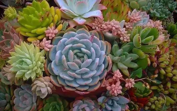 多肉植物夏季什么最重要 怎么浇水 知乎 多肉植物夏季什么最重要 怎么浇水 知乎