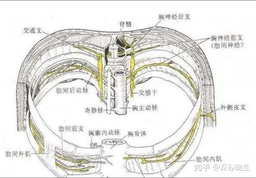 肋间前动脉图片