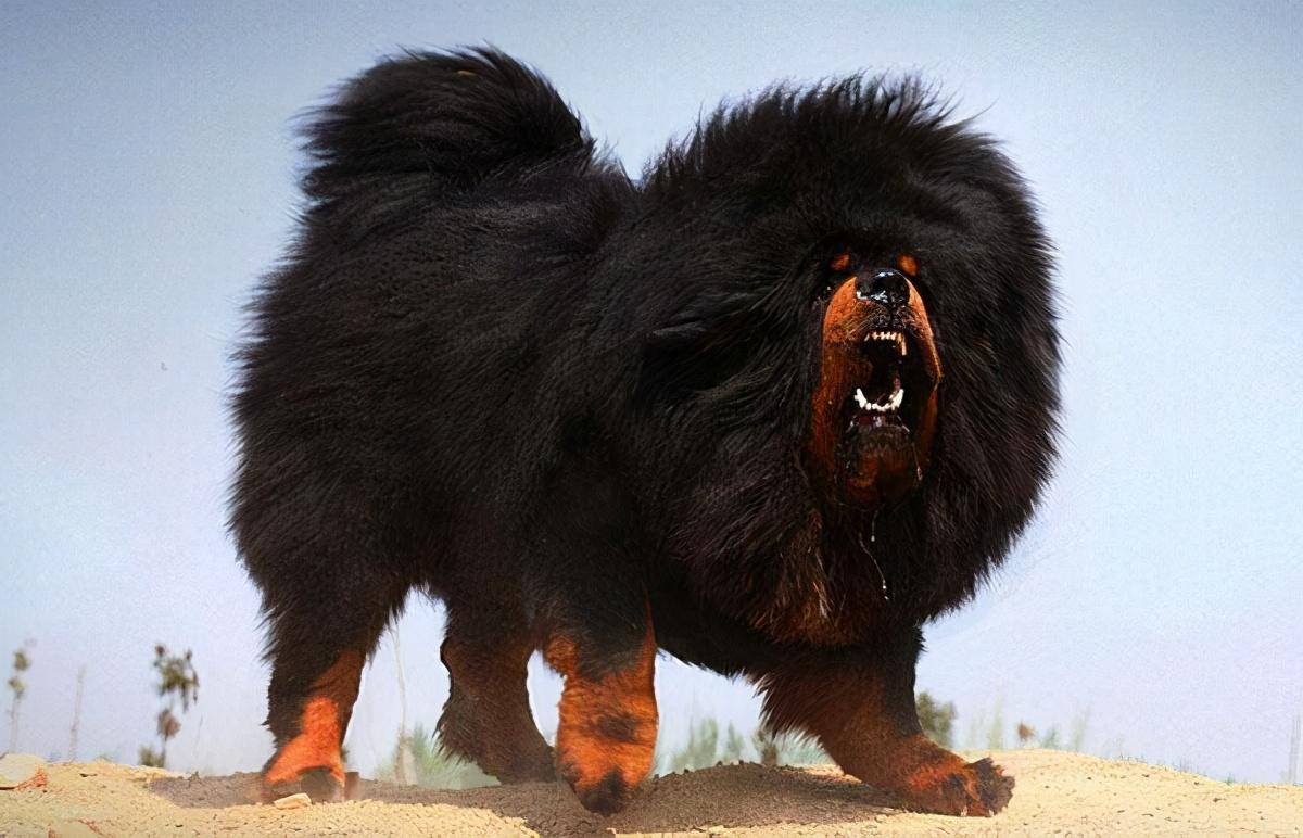 世界十大猛犬排名(世界十大最危险猛犬)-风水人