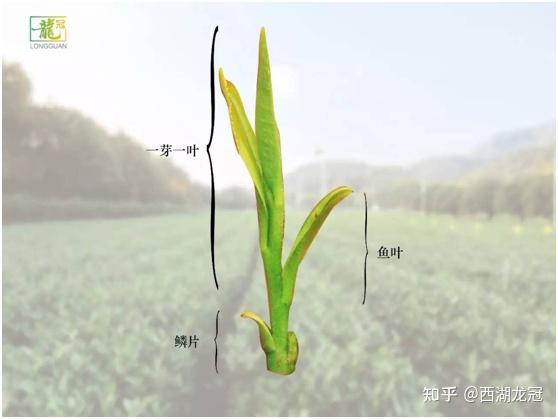 二是因为鱼叶其内含物质不如真叶丰富,会影响口感.