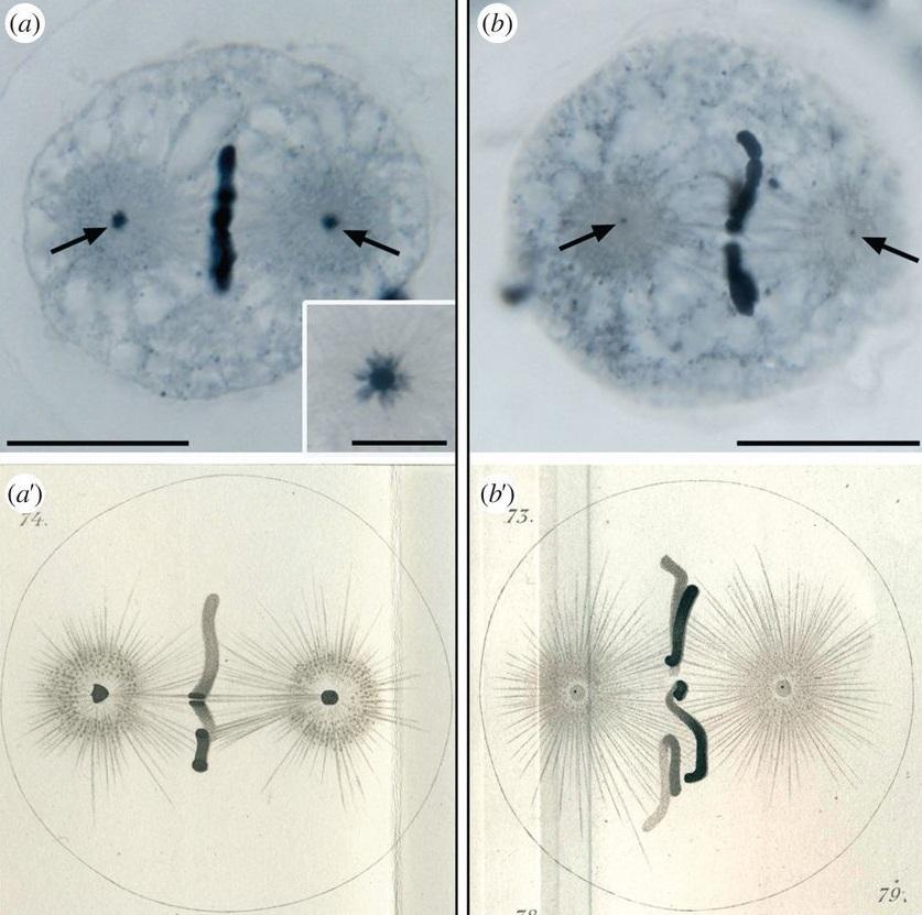 中心体的研究始于画家波弗利