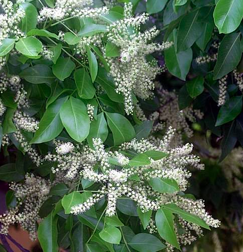 每天认识一水果:蜜莓