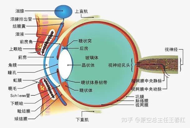 深度解读眼周肌肤结构:为什么眼周会先衰老 - 知乎