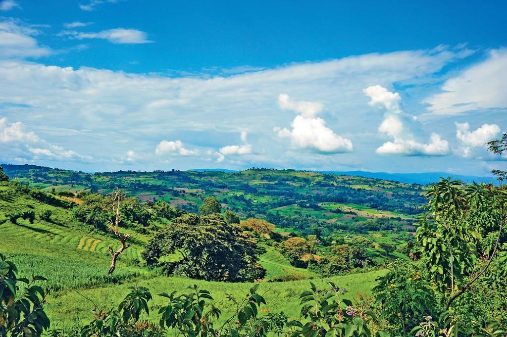产地介绍丨咖啡的发源地埃塞俄比亚ethiopia