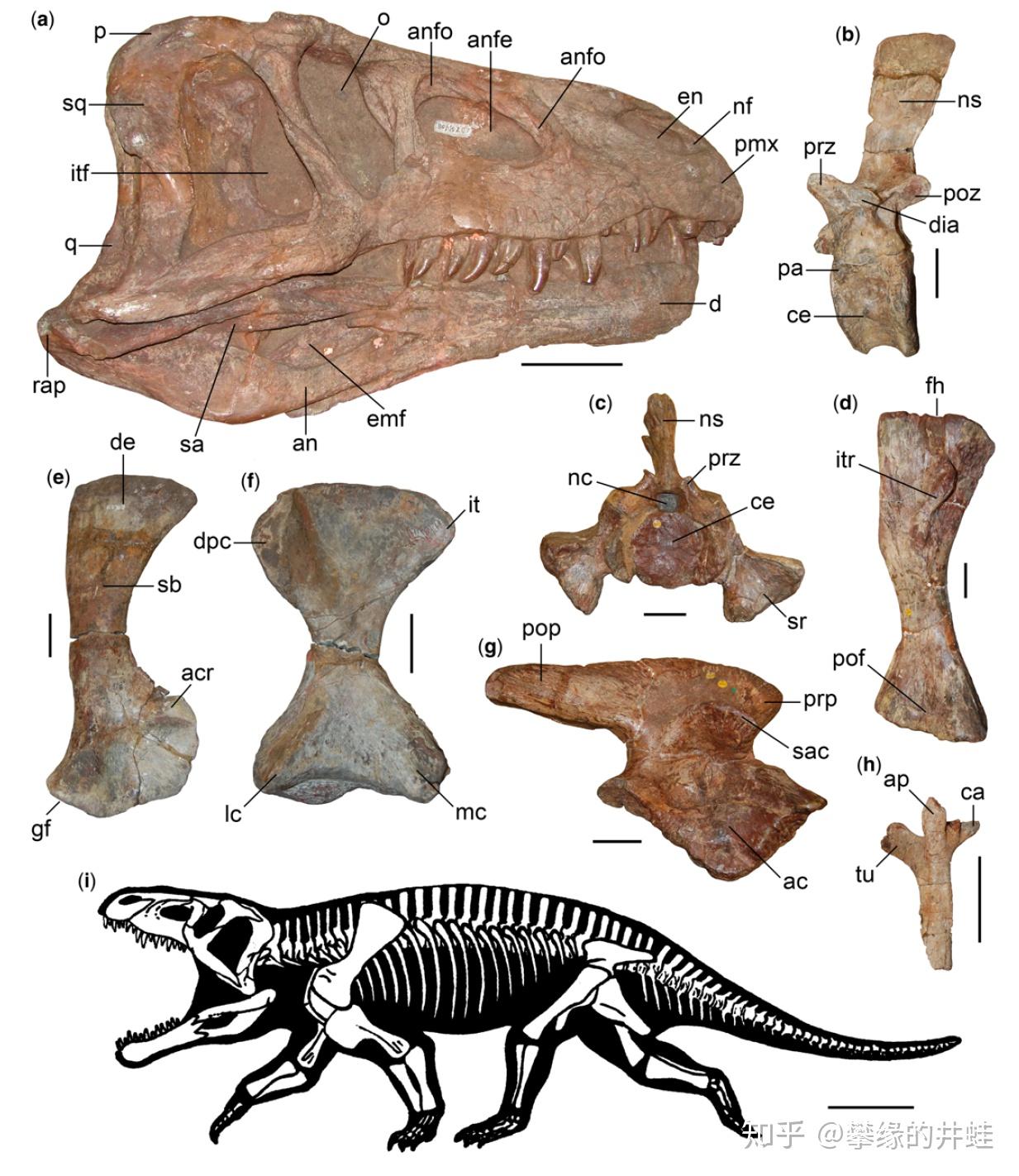 第二百五十八回九龙颂1鼋鼍出没蛟鳄横