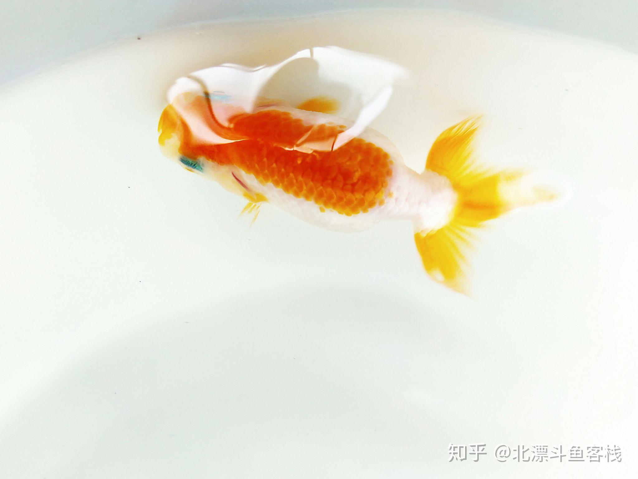 兰寿金鱼批发市场 实体店铺 买卖货源网