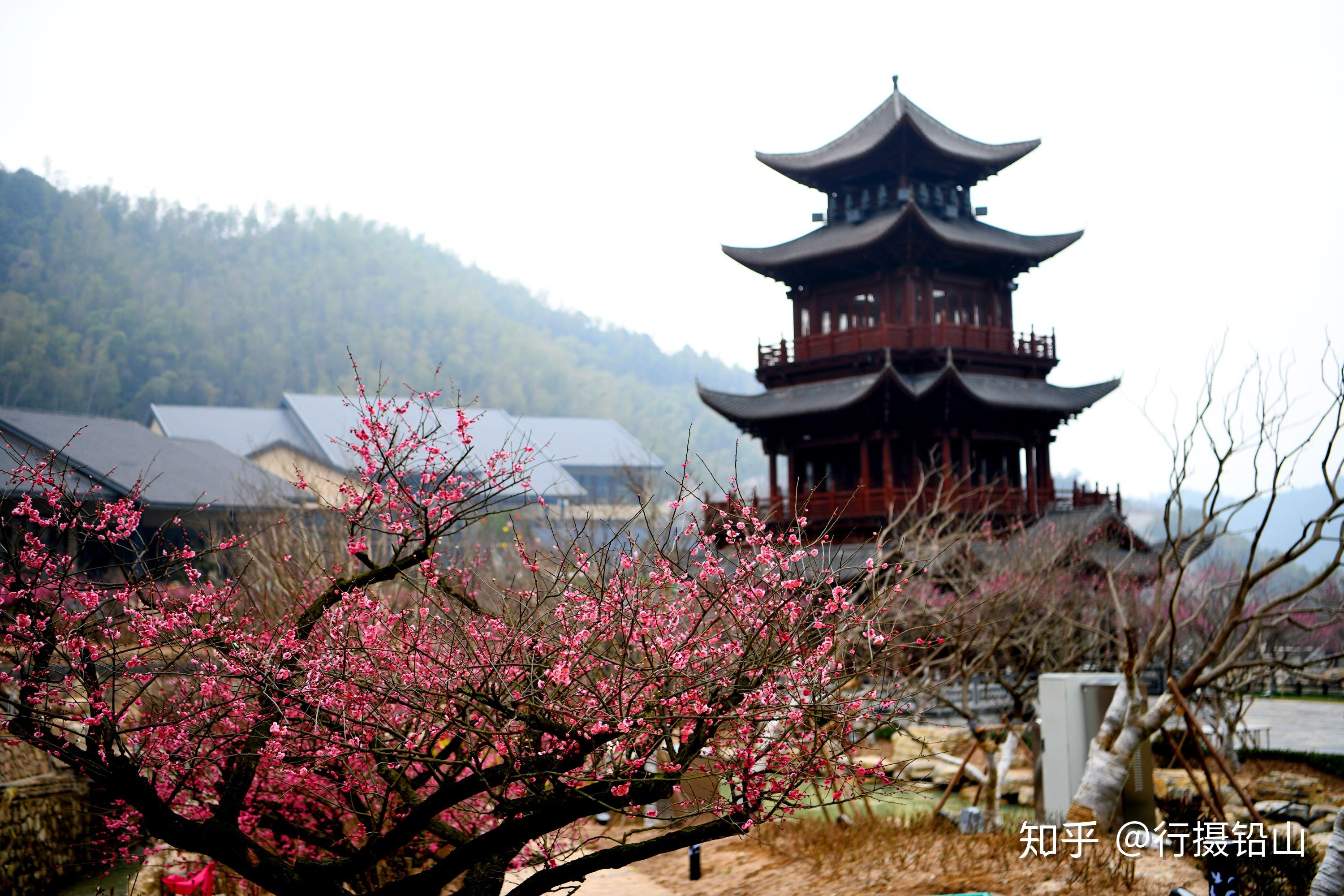 铅山葛仙村度假区2月23日起恢复开放千株梅花开待君来