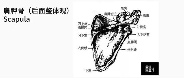 肩关节肌骨解剖学 第二讲肩胛骨 知乎