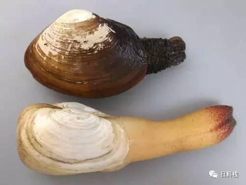 海松贝挖掘技术哪家强也许不用找蓝翔