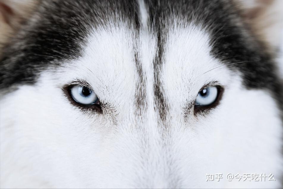 纯种哈士奇的眼睛