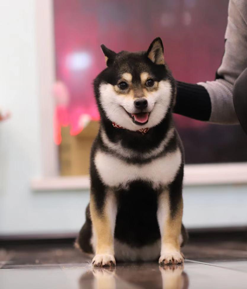 鼻樑挺直,耳朵向上豎起;柴犬的體型健美勻稱,四肢肌肉發達,尾巴粗壯有