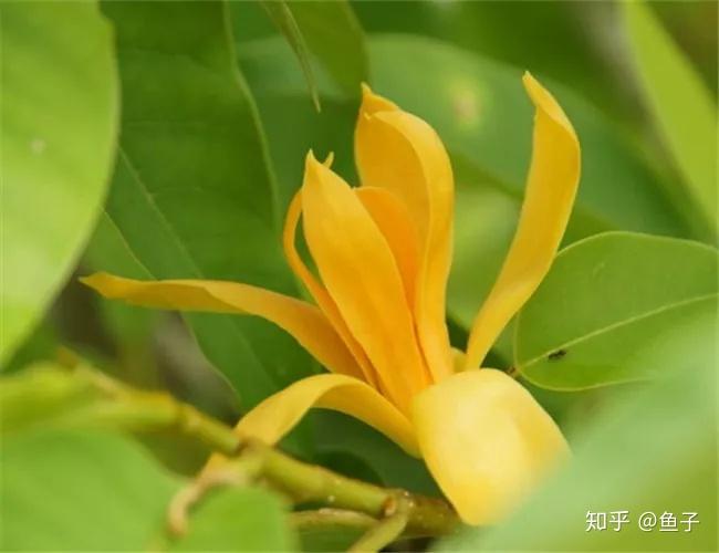 含笑和白兰、黄兰辨识区别以及鉴赏 - 知乎