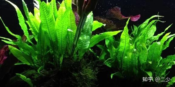 5种最佳的弱光水族馆植物 阴性水草 知乎