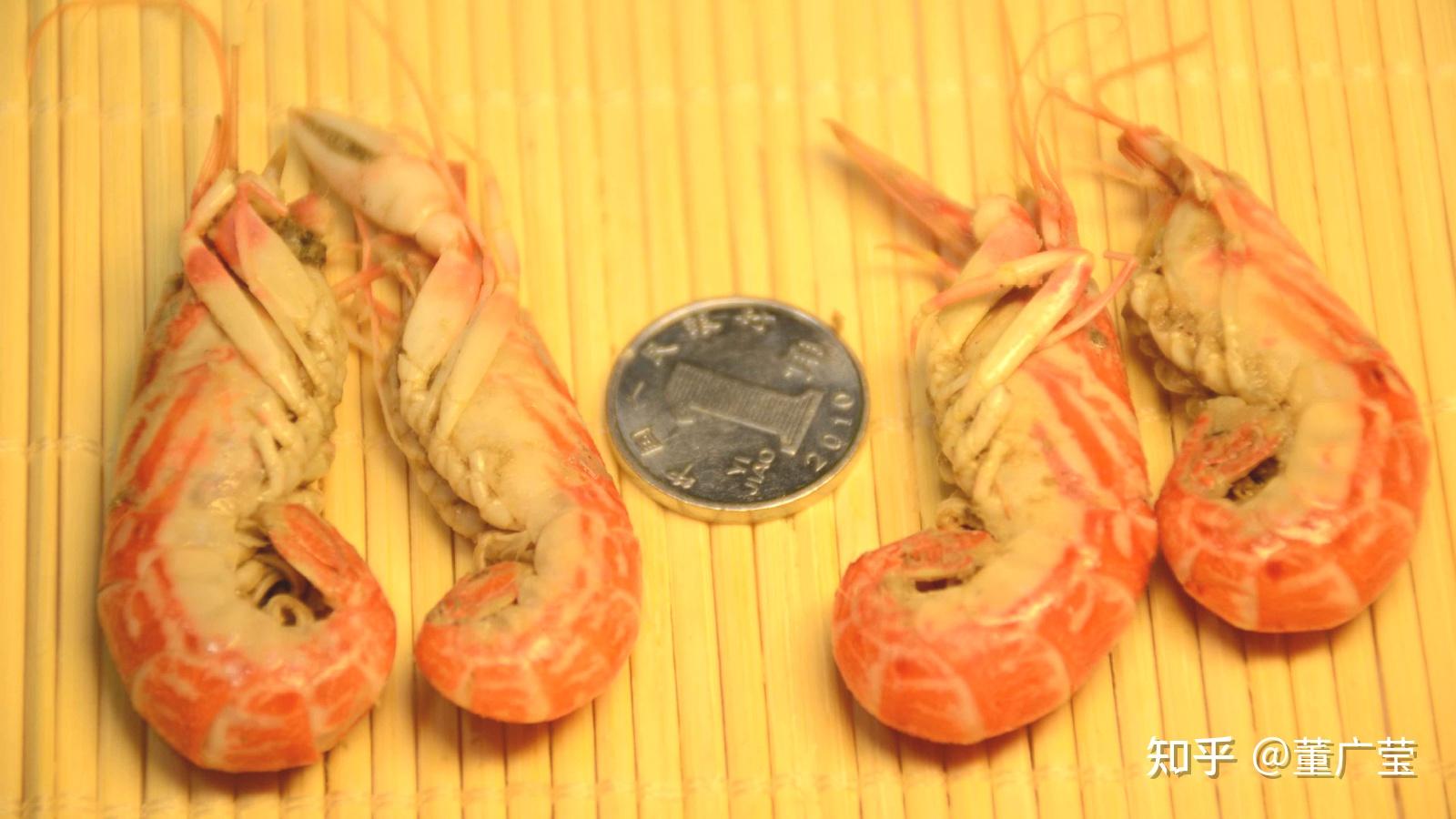 海虾的品种大全图解（中国常见海虾大盘点）-秒懂财税