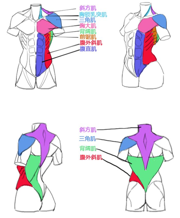 本子画师的胸部解密画法！你真的会画欧派吗？ 知乎 7122