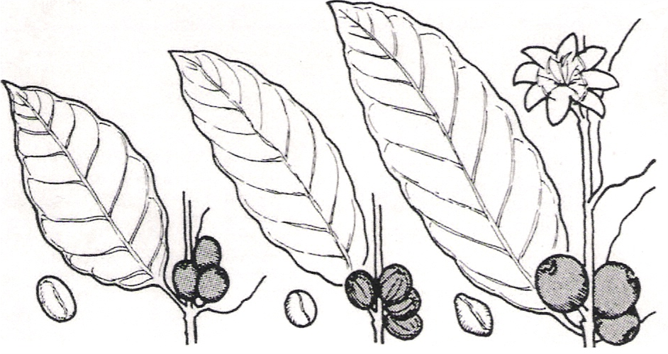 咖啡课堂咖啡小白入门之认识咖啡