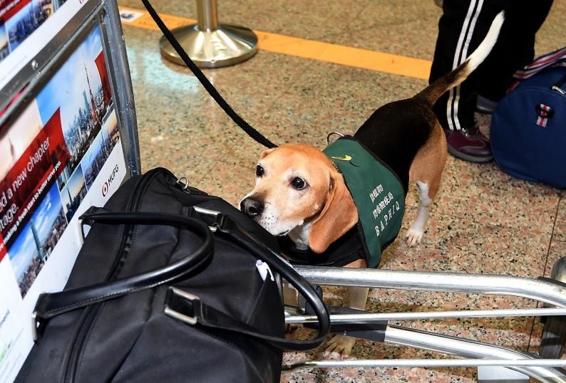 为什么检疫犬很多是比格犬看完才知道这狗狗太适合了