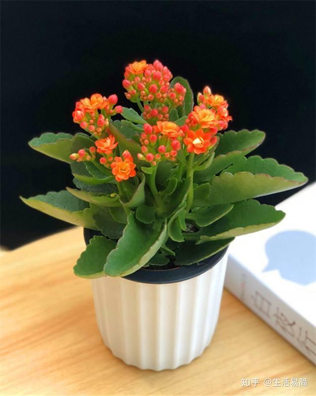 这7种盆栽植物夏天少浇水才能长得好