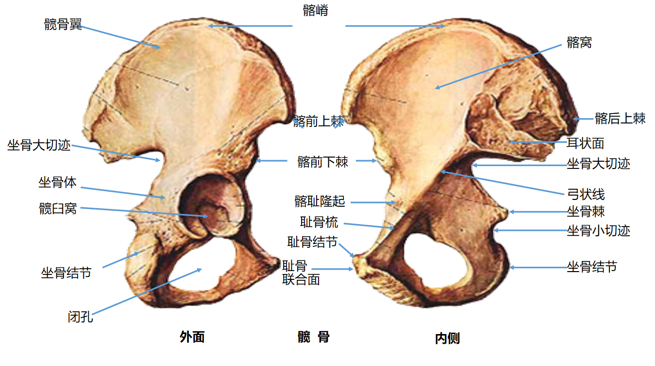 艾派斯人体科学小讲堂 第五讲下肢骨 知乎