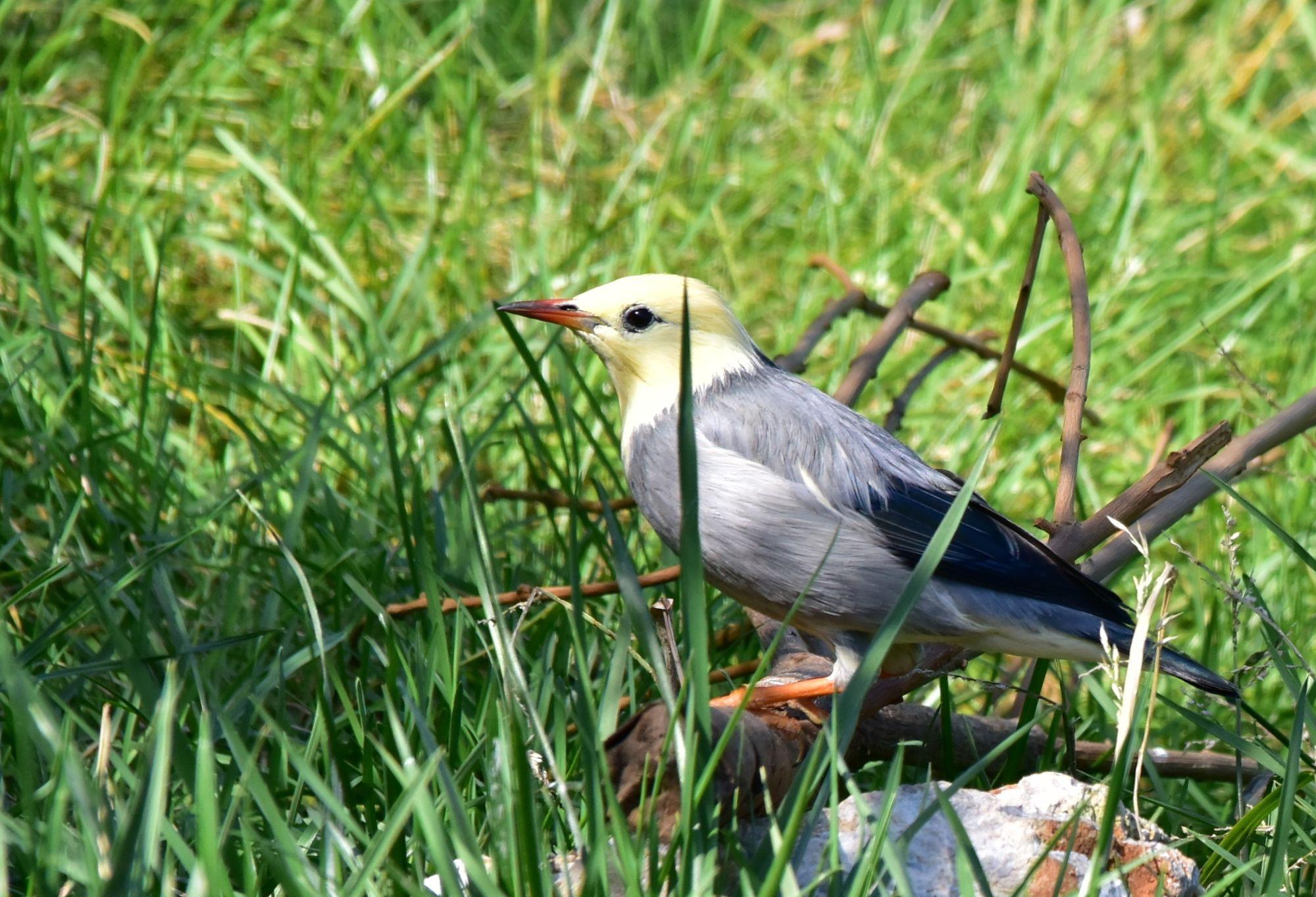 漂亮的白鹡鸰 - 知乎