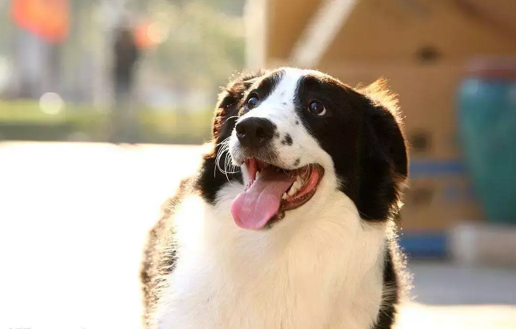 每日一宠澳大利亚牧羊犬