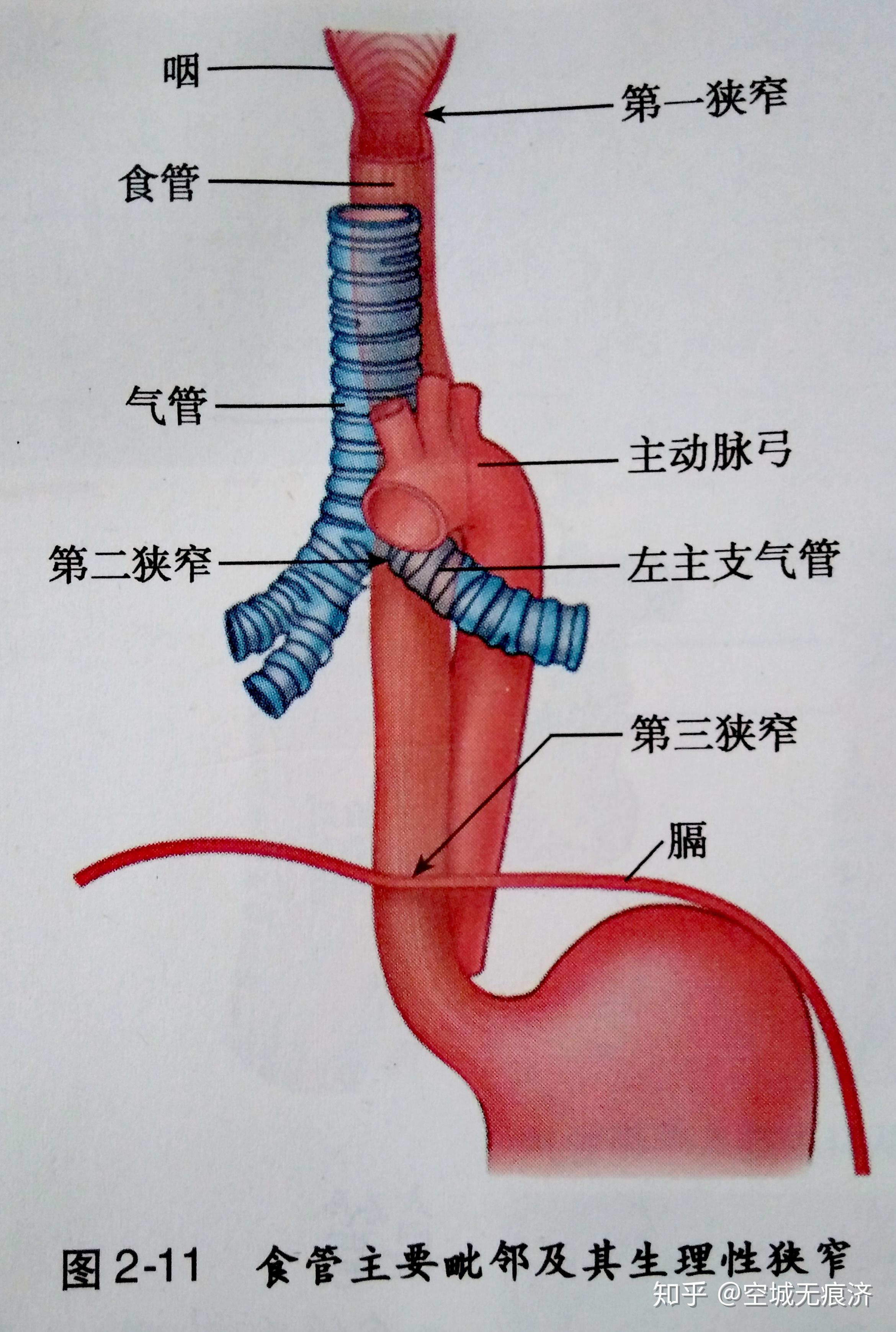 his角解剖图图片