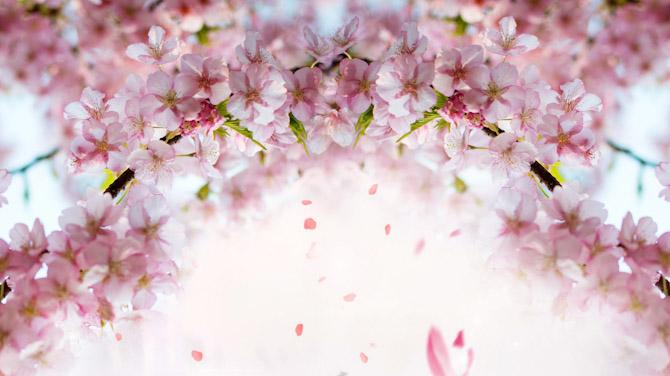 在日本花粉症到底什么什么样的体验 知乎 在日本花粉症到底什么什么样的体验 知乎