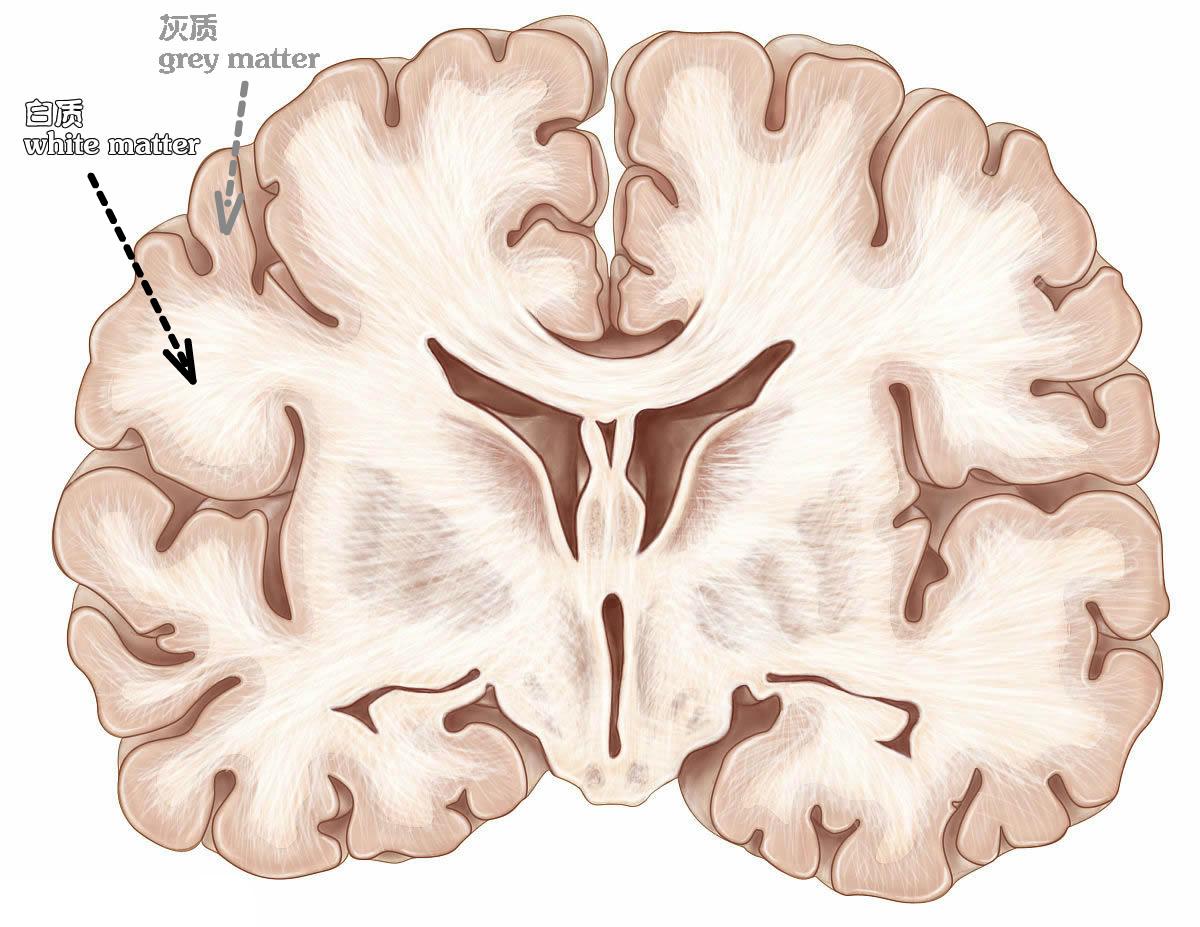 图5-1-59 嗅脑与边缘系统示意图-人体解剖学与组织生理病理学-医学