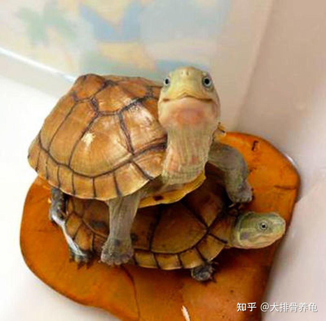 为什么越来越多的人开始养乌龟？ - 知乎
