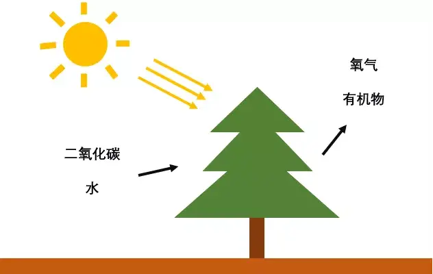 光合作用是将太阳能转化为生物体内化学能的主要途径,为地球上生命