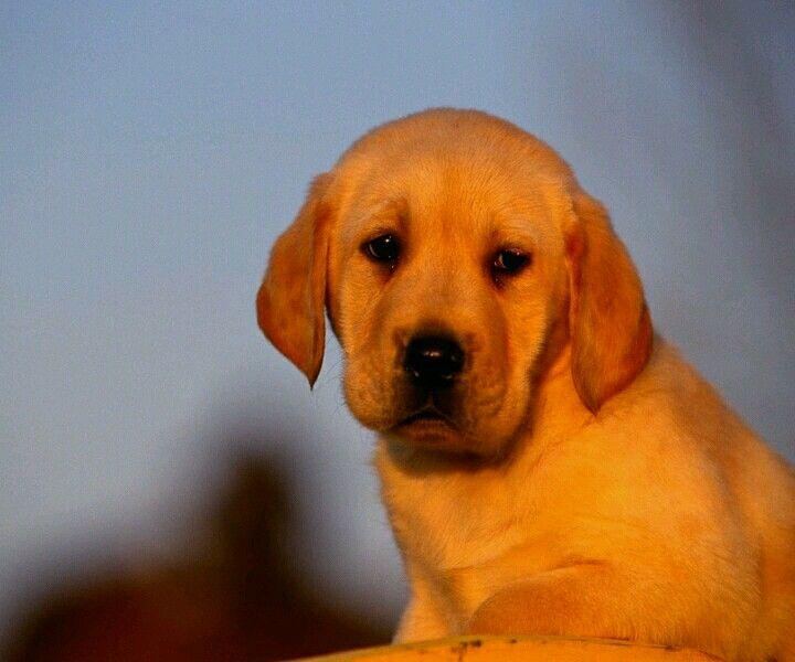 关于《黑白配》居尼尔斯的这本小说的心得?