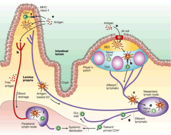 为何宝宝免疫力总是下降本篇带你一探究竟