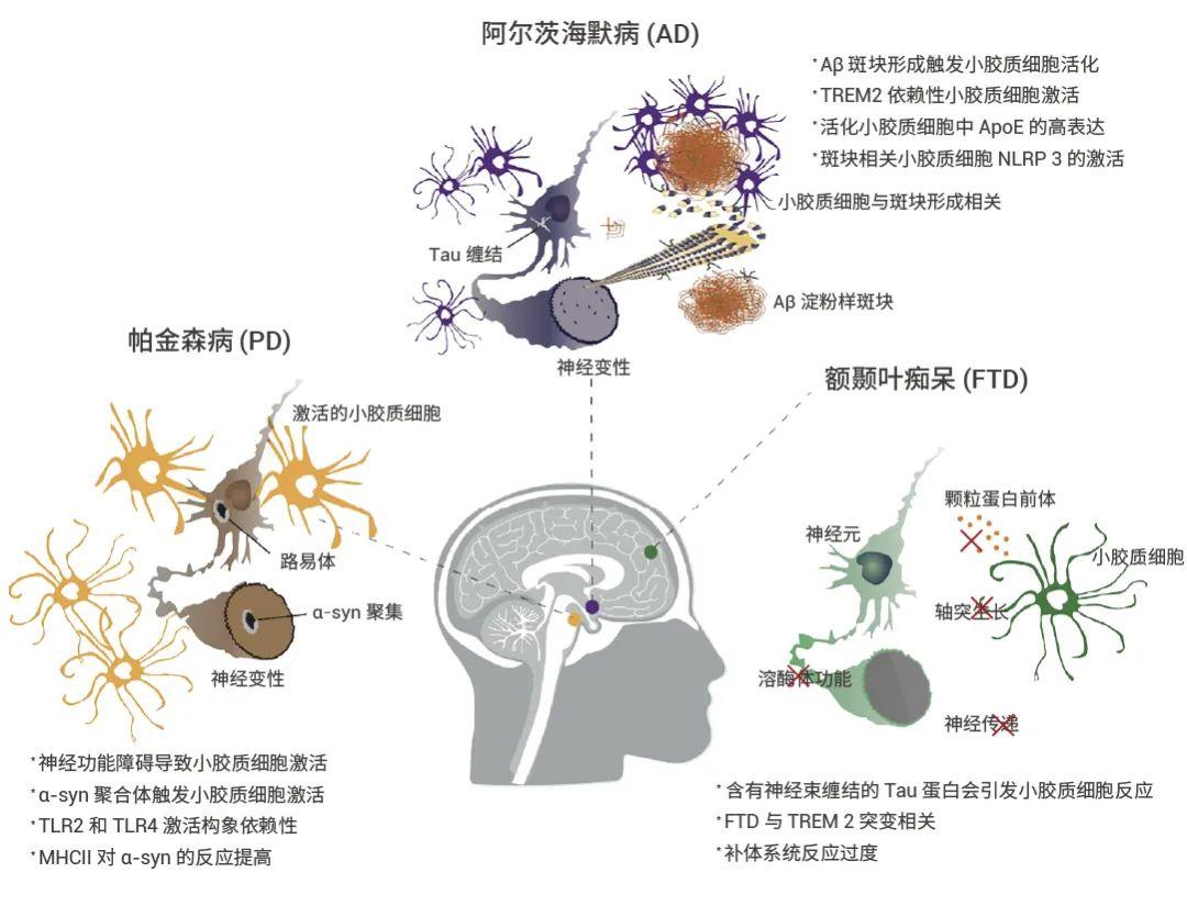 小胶质细胞清除-CSF1R 抑制剂“操纵”小胶质细胞| MedChemExpress - 知乎