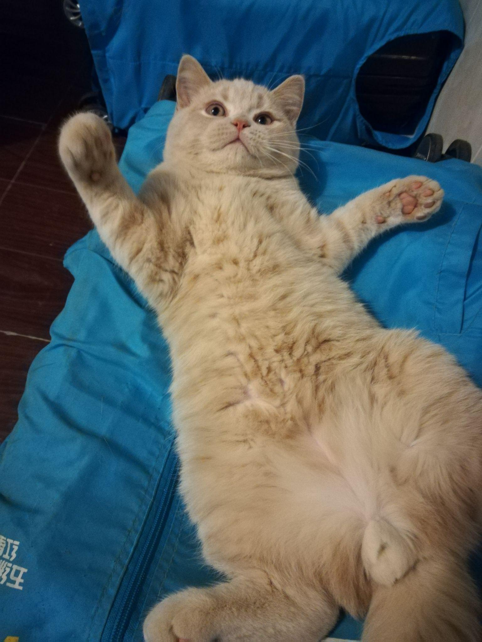 晒晒四个月的猫咪