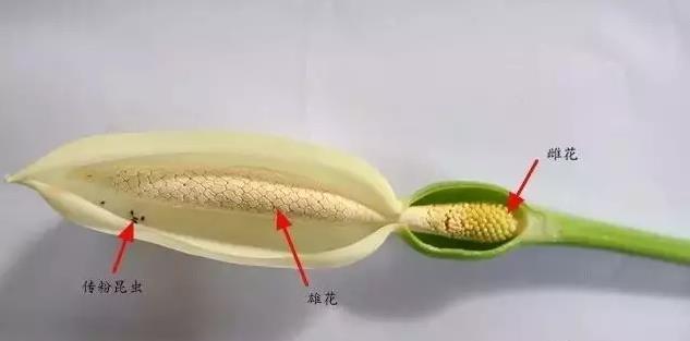 海芋—花序马蹄莲—花序05海芋雄花凋谢后雌花开始孕育果实,成熟后