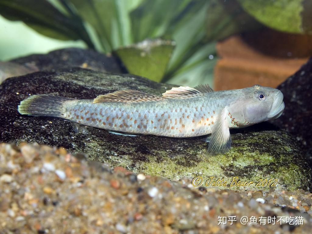 中國原生魚吻蝦虎魚圖鑑