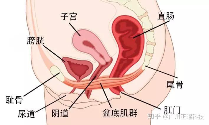 女人子宫和肠子分布图图片