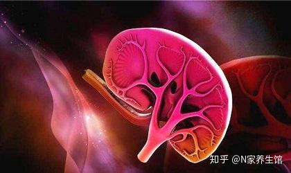 如何辨认肾虚？4种肾虚表现各不同！ - 知乎