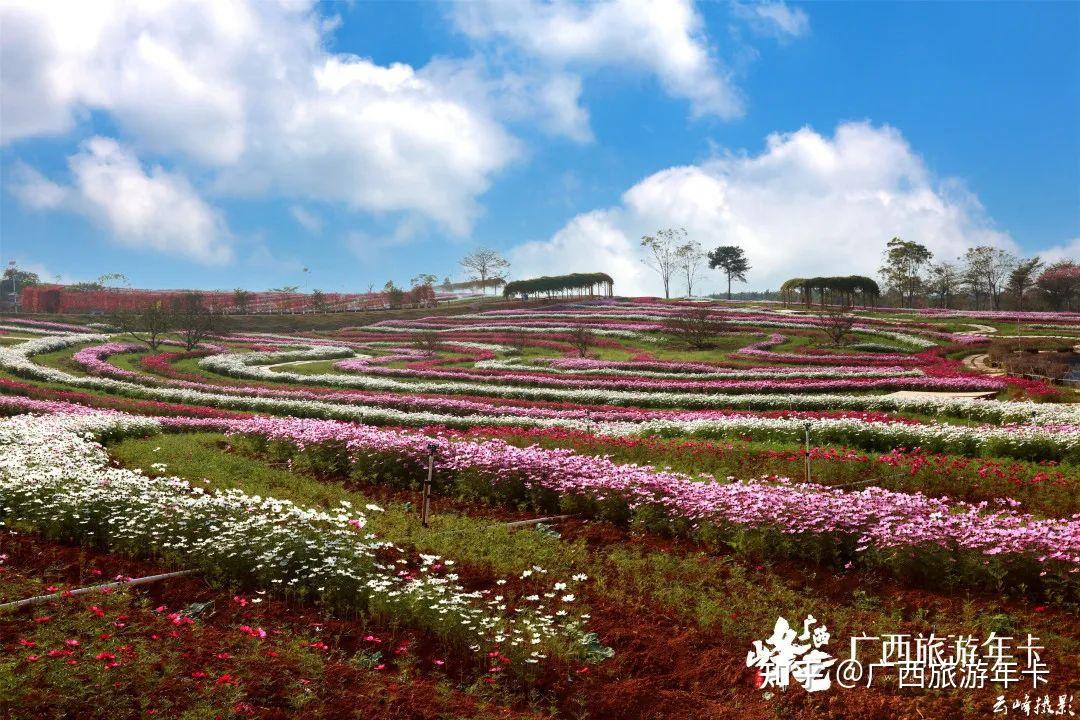 南宁梦幻梯田花海五彩格桑绚烂如画广西旅游年卡