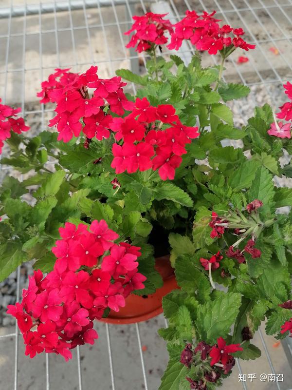 送给爱植物人士的礼物 知乎