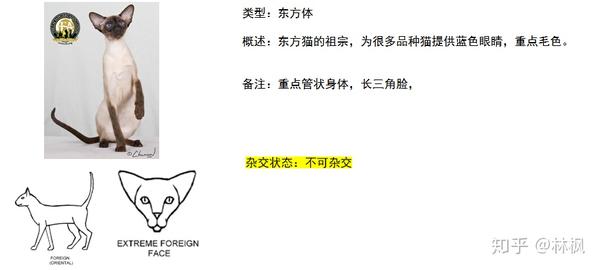 世面能看到的所有纯种猫简介 知乎