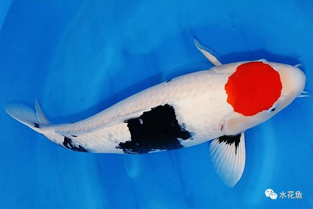 水生生物图文欣赏(15):锦鲤八大类七十六种_观赏鱼类_西南渔业网 水花