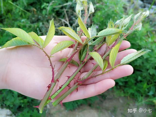 这种树满身是刺剥皮可以当水果吃味道不比甘蔗差