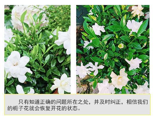 为什么送人不能送栀子花(栀子花怎么养才能更旺盛开花)