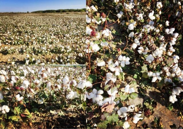 新疆芳草湖棉花脱叶剂作业记录