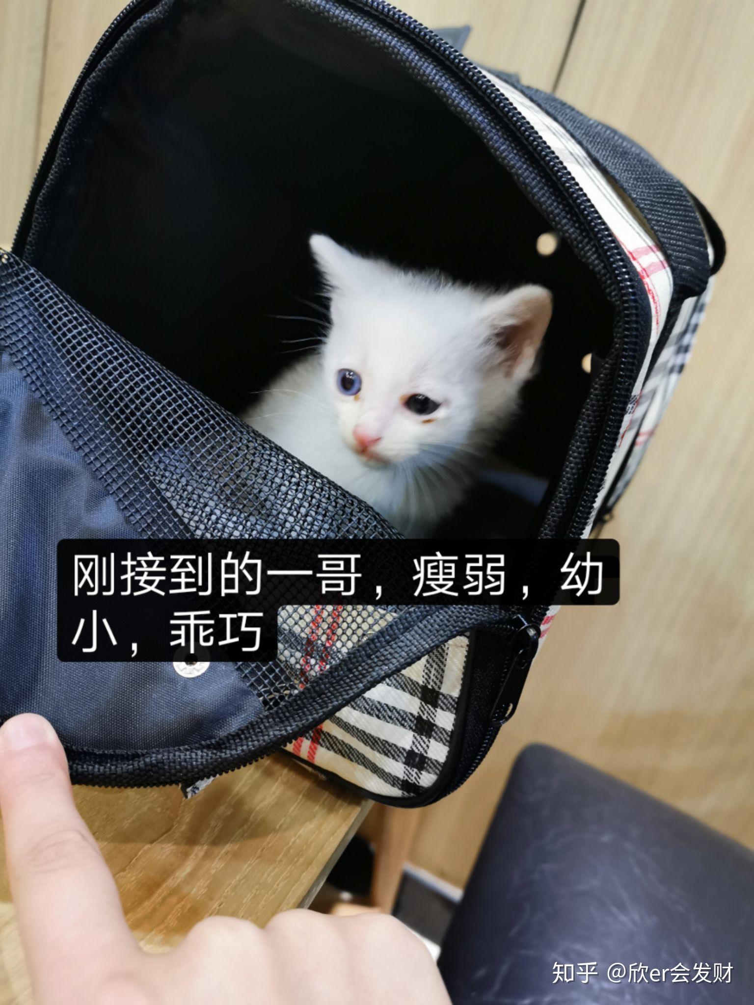 为什么养猫咪?