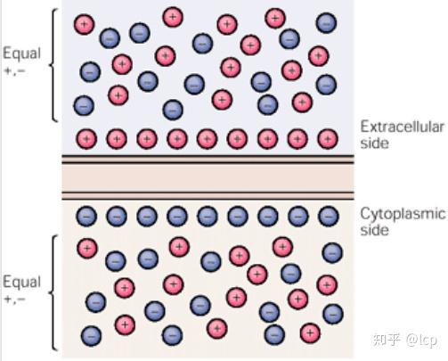神经科学原理7（2019/11/25）—膜电位 - 知乎